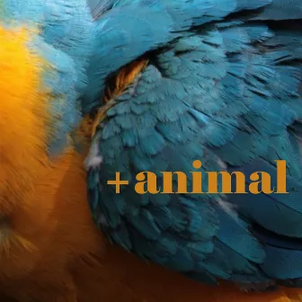 + Animal by Hueso Colorado