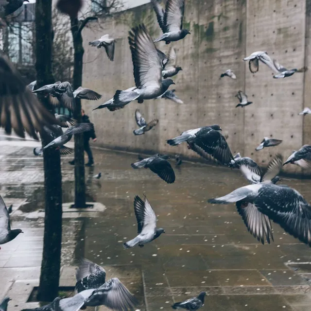 Sacred Skies: Meditation Music with Light Rain, Wind, and Birds