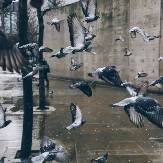 Sacred Skies: Meditation Music with Light Rain, Wind, and Birds by Neightbirds