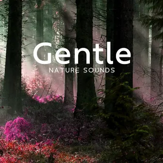 Gentle Nature Sounds – Home Study Session (Cozy Relaxing Background) by Nature's Beauty