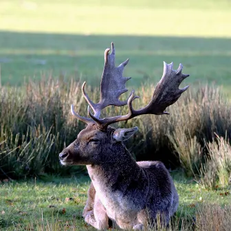 European Nature Meditation by Karl Witrherslow