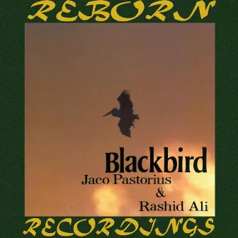 Blackbird (Hd Remastered) by Rashid Ali