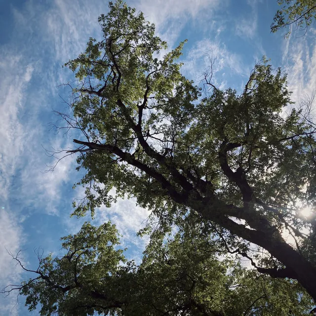 Beneath The Maple