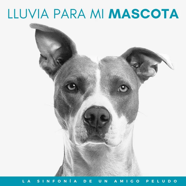 Lluvia Para Mi Mascota: La Sinfonía De Un Amigo Peludo