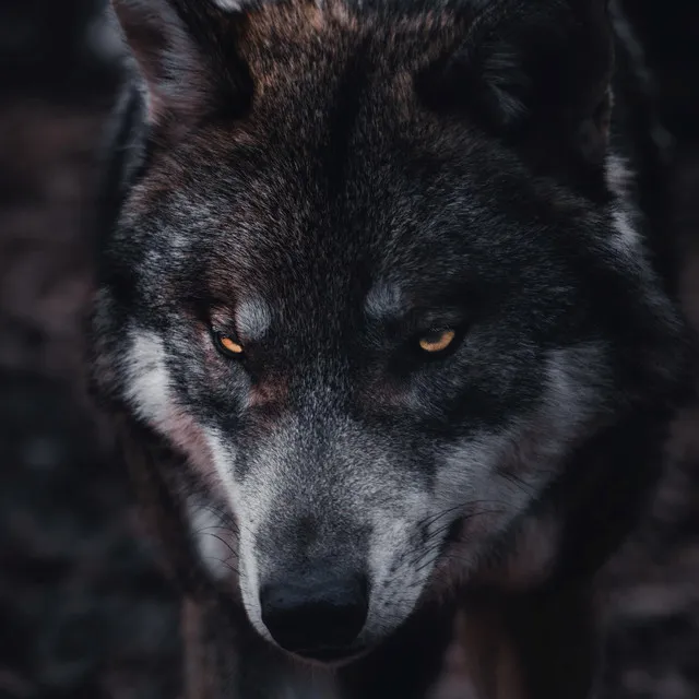 Wolves