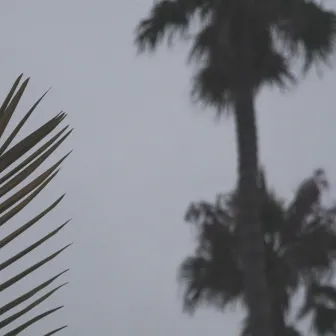 night palms sway by marine eyes