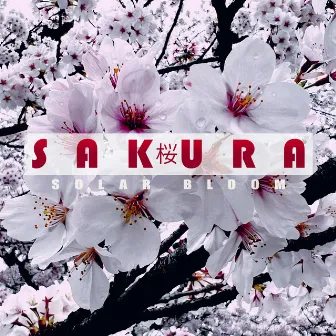 Sakura by Solar Bloom