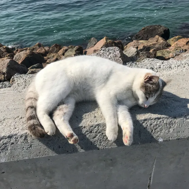 Binaural Cat Melodies: Calming Ocean Tunes for Feline Rest