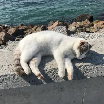 Binaural Cat Melodies: Calming Ocean Tunes for Feline Rest by Binaural Movements