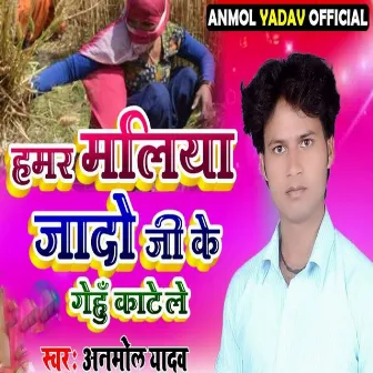 Hamar Maliya Jado Ji Ke Gehum Kate Le by 