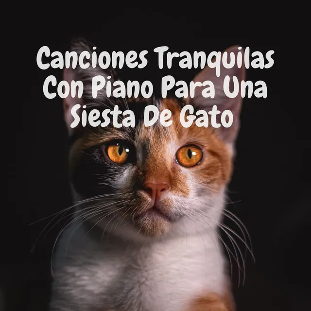 Canciones Tranquilas Con Piano Para Una Siesta De Gato