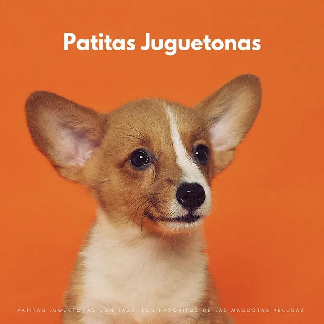 Patitas Juguetonas Con Jazz: Los Favoritos De Las Mascotas Peludas