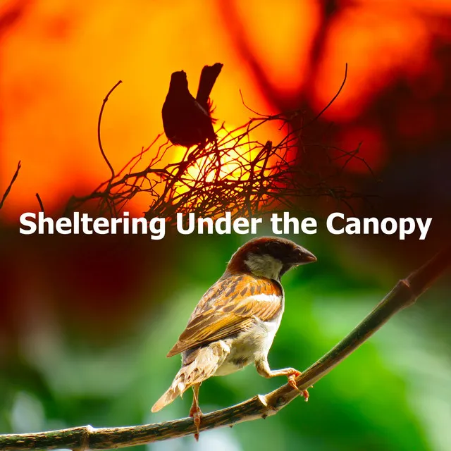 Sheltering Under the Canopy