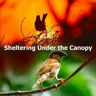 Sheltering Under the Canopy by Nature Atmospheres