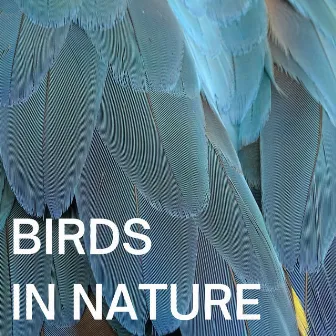 Birds In Nature by Nature Sounds Natural Music