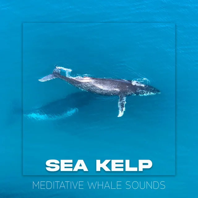 Meditative Whale Sounds