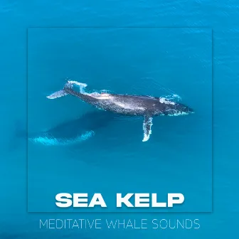 Meditative Whale Sounds by Sea Kelp