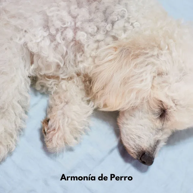 Armonía de Perro