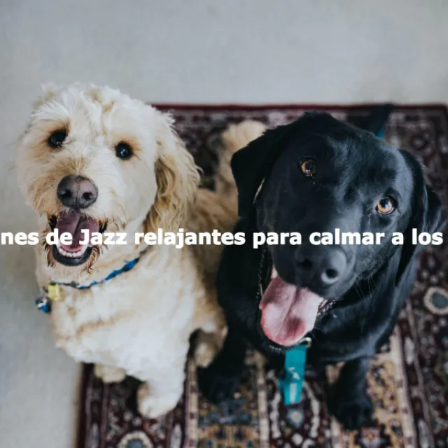 Canciones de Jazz relajantes para calmar a los perros