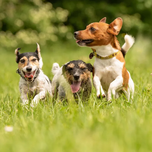 Pawsome Rainfall: Relaxing Nature Ambiance for Happy Dogs