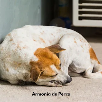 Armonía de Perro by Mascotas Amor Club