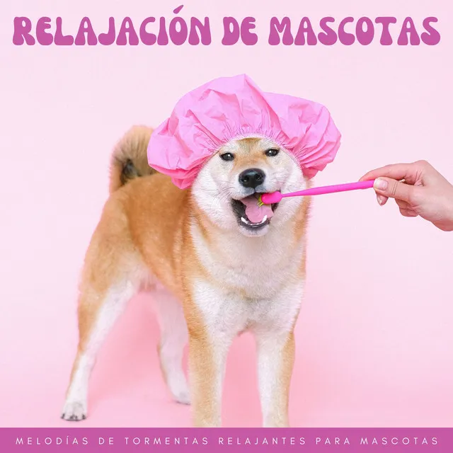 Relajación De Mascotas: Melodías De Tormentas Relajantes Para Mascotas