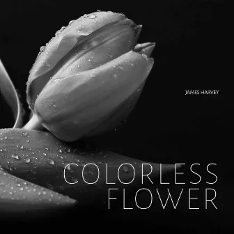 Colorless Flower by James Harvey