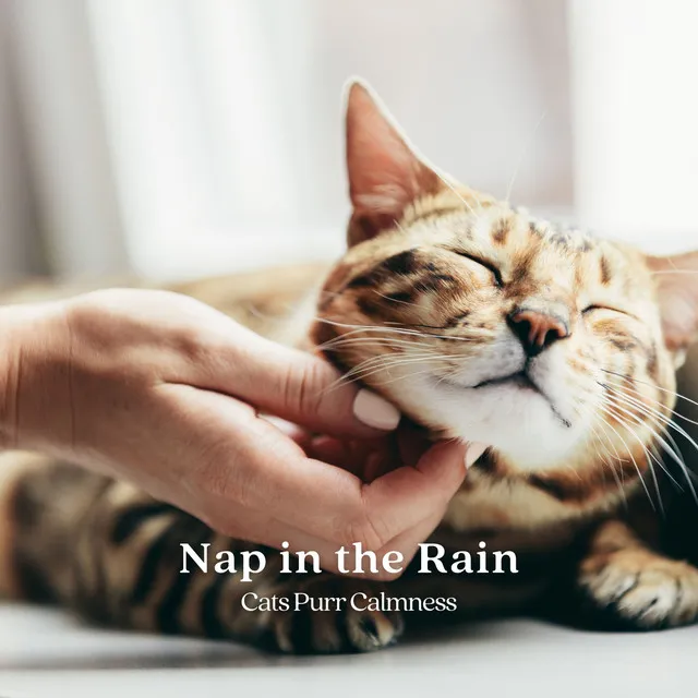 Rain Sound for Deep Sleep and Meditation