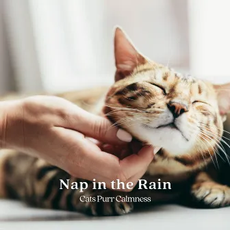 Nap in the Rain: Cats Purr Calmness by Effectum