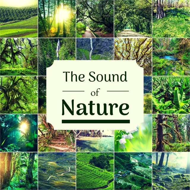 The Sound of Nature - Music with Natural Sounds for Focus, Study, Concentration