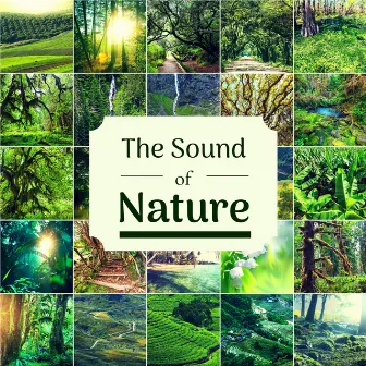 The Sound of Nature - Music with Natural Sounds for Focus, Study, Concentration by Nature Caldwell