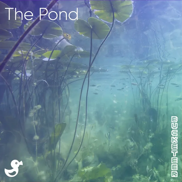 The Pond