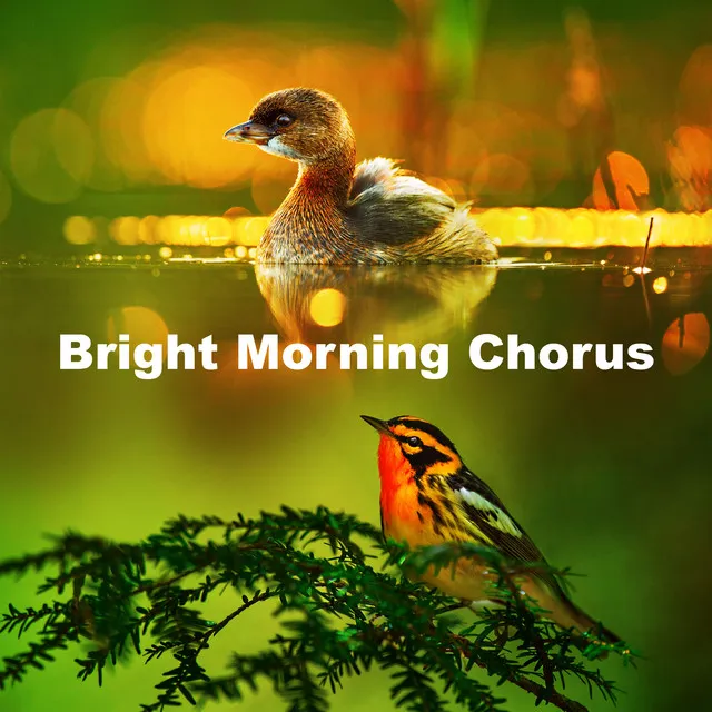 Bright Morning Chorus