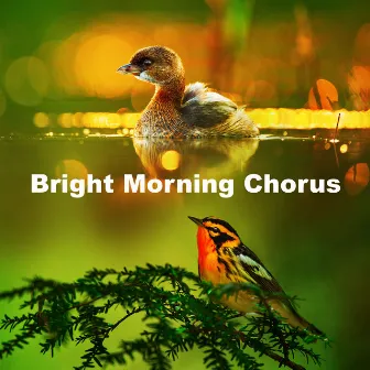 Bright Morning Chorus by Bird and Nature Sounds