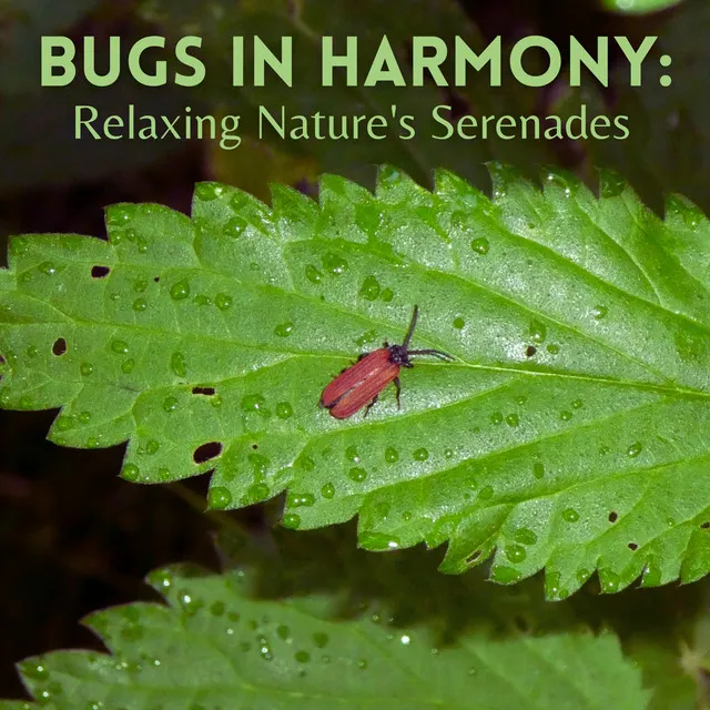 Bugs in Harmony: Relaxing Nature's Serenades