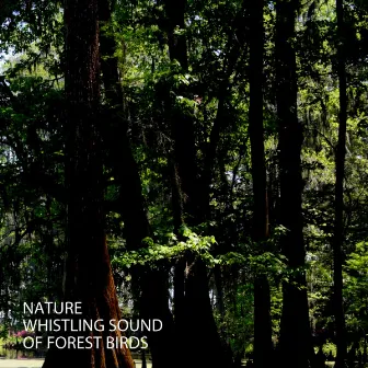 Nature: Whistling Sound Of Forest Birds by Nature Therapy