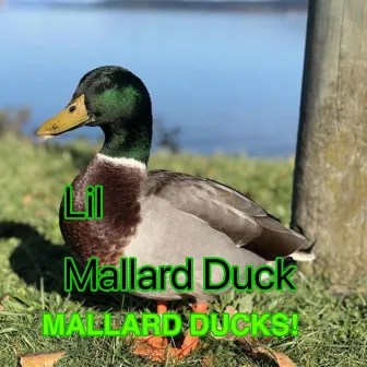 MALLARD DUCKS! by Lil Mallard Duck