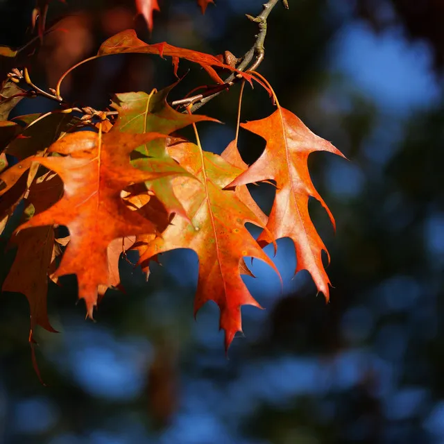 Walking on the leaves