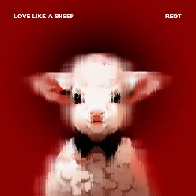 LOVE LIKE A SHEEP