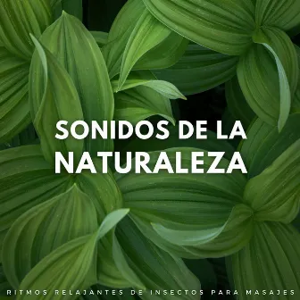 Sonidos De La Naturaleza: Ritmos Relajantes De Insectos Para Masajes by Balneario y balneario