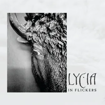 In Flickers by Lycia