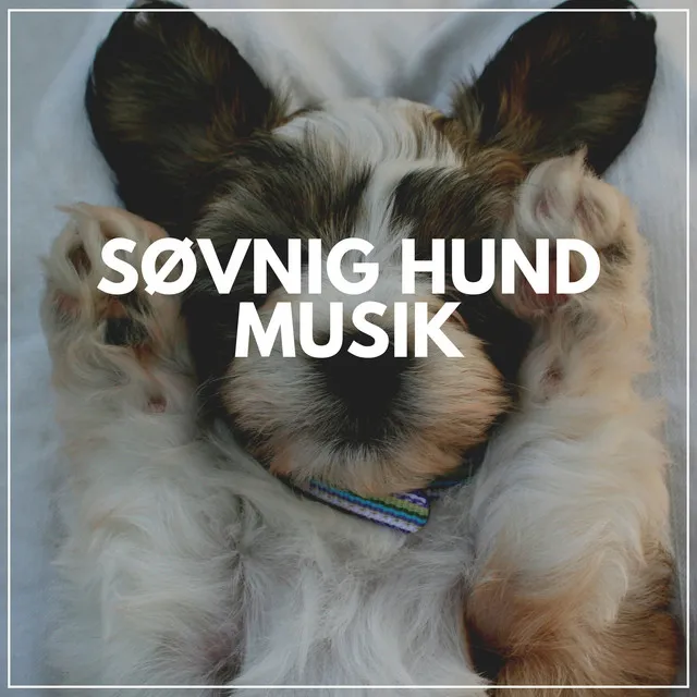 Søvnig Hund Musik