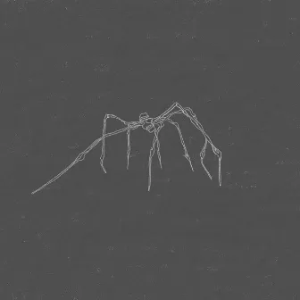 Giant Spiders by Sinead White