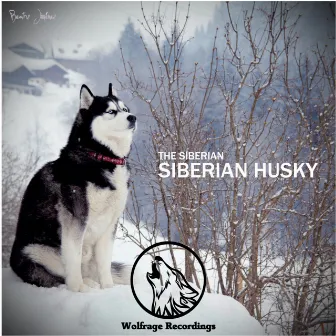 Siberian Husky by The Siberian