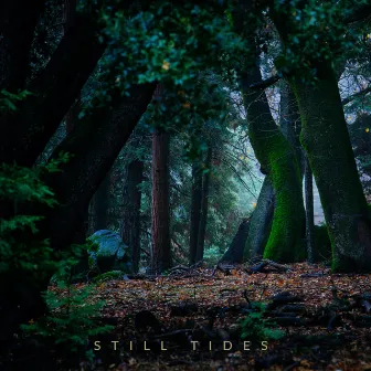 Sunrise Serenade by Still Tides