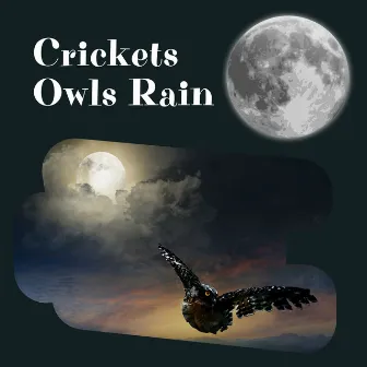 Crickets Owls Rain Wind in Trees by Night Sounds Channel