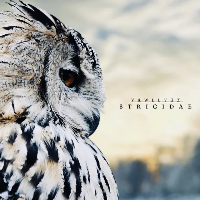 STRIGIDAE (Radio Edit)