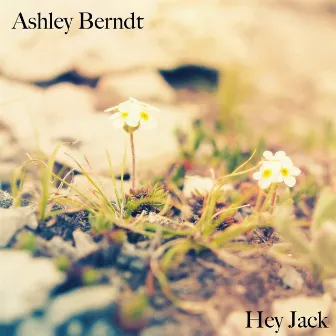 Hey Jack by Ashley Berndt