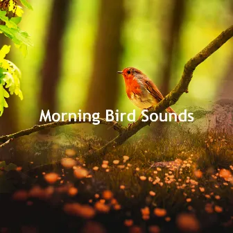 Morning Bird Sounds by Birds 3AM