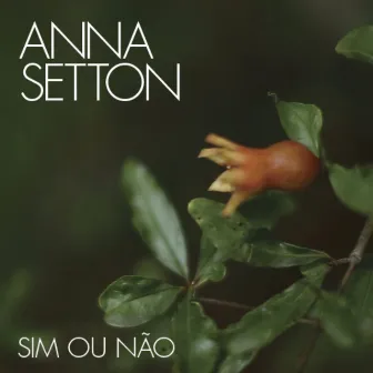 Sim ou Não by Anna Setton